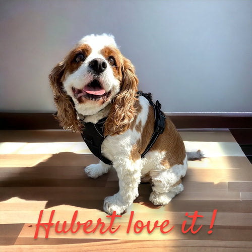 Harnais Chien Anti Traction Ajustable | Confort & Sécurité – Livraison Rapide